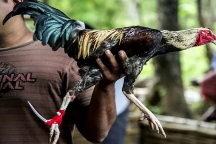 Praktik Sabung Ayam di Bengkol Disorot,Terlihat Tak Takut Aparat Penegak Hukum.