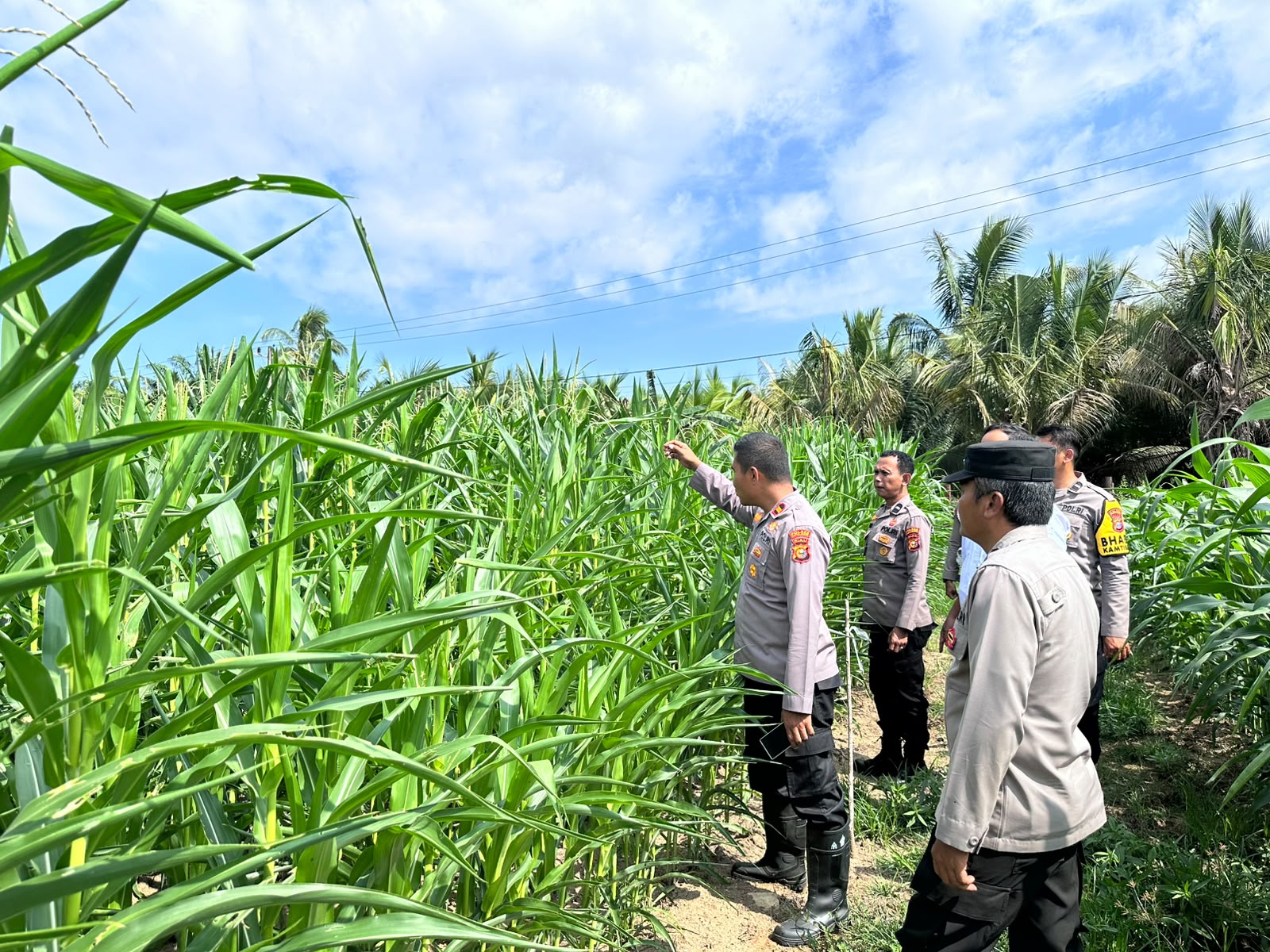 Polres Kuansing Terus Dukung Swasembada Pangan, Jajaran Polsek Cerenti Pantau Perkembangan Tanaman Jagung di Desa Sikakak