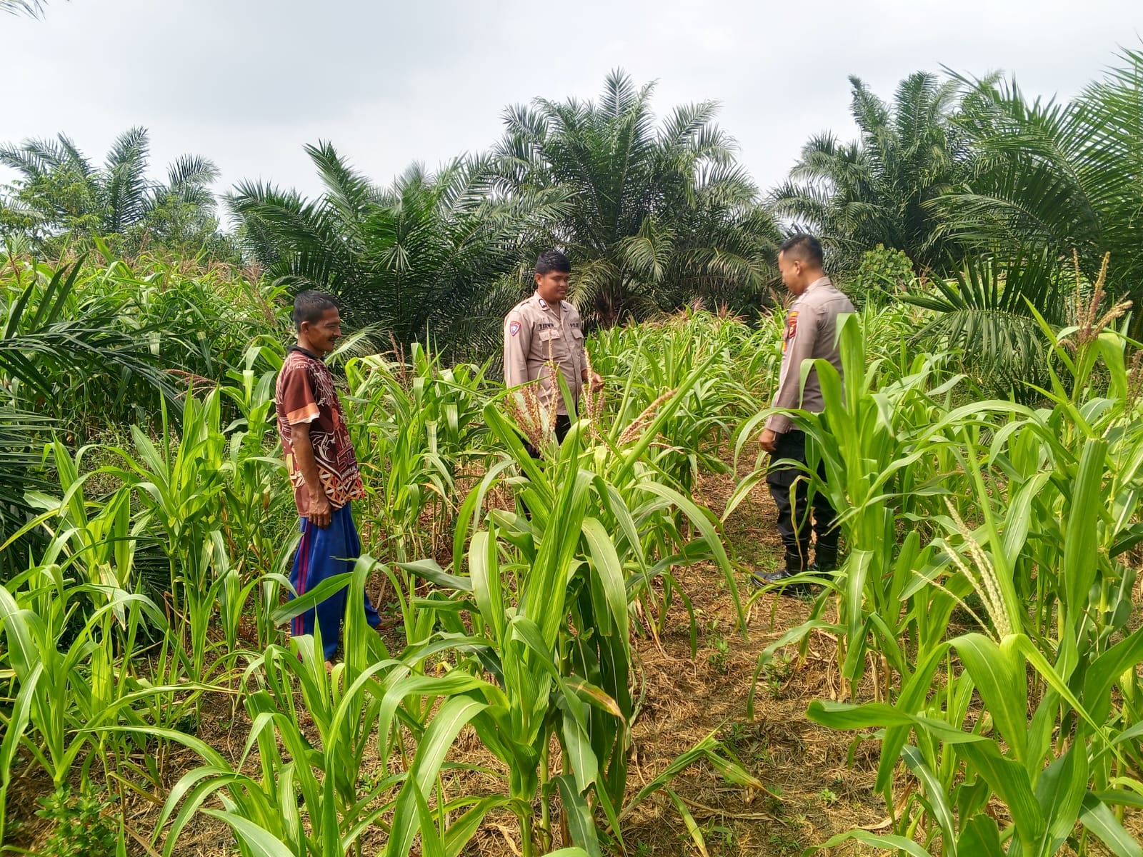 Polsek Kuantan Mudik Cek Tanaman Jagung, Dukung Swasembada Pangan 2026